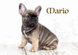 Stunning French Bulldogs For Sale
