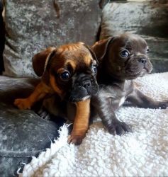 Playful French Bulldog Puppies available now