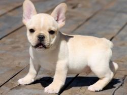 Well Socialized French Bulldog Puppies