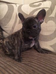 Stunning Kc French Bulldog Puppies Ready Now
