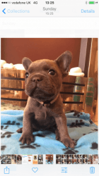 Solid Blue Female Frenchbulldog Carrying Chocolate