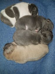 French Bulldog babies