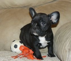 I have two Beautiful French Bulldog puppies ready
