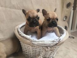 French Bulldogs Puppies Available