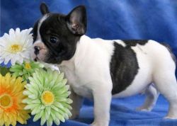 Beautiful French Bulldog Puppies For Sale (xxx) xxx-xxx0