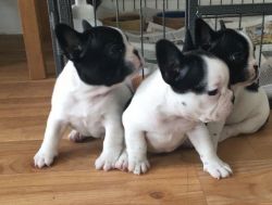 Open To Offers 2 AKc Frenchi Boys Left 11weeks Old