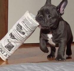 Stunning Show Quality French Bulldog Pups For Sale