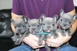 ****French Bulldogs ~ Light Fawn Female~ AKC Registered