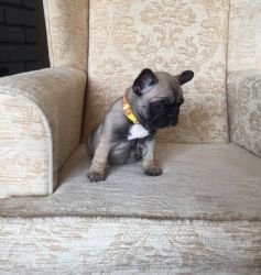 Black And Tan Female French Bulldog For Sale