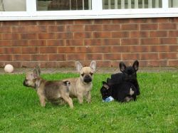 Kc Reg French Bulldog Pupies For Sale