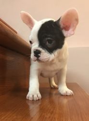 French Bulldog Male ready to go home!