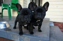 Beautiful french bulldog puppies for sale