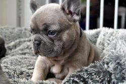 Excellent Cute French Bulldog puppy