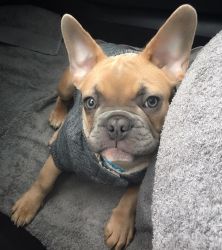 Our french bulldog puppy needs a foster home