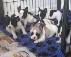 AKc Reg Blue French Bulldog Puppies
