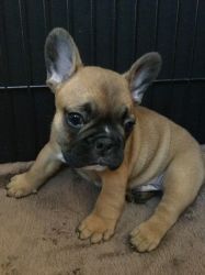 Outstanding Kc French Bulldog Puppies