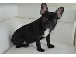 Beautiful French Bulldog Puppies for pet loving homes Campbelltown