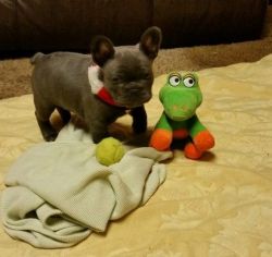 Stunning Kc French Bulldog Puppies Ready Now !!