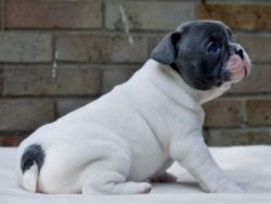 Stunning Kc Reg French Bulldog Puppies