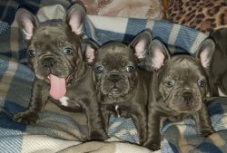 Blue French Bulldog Puppies Ready Now!