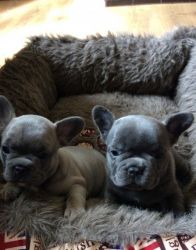French Bulldog Puppies 1 Available