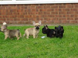 Chunky And Charming French Bulldog Puppies!