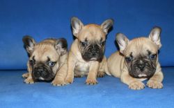 French Bulldog Puppies- Bluefawn, Blue & Black/tan