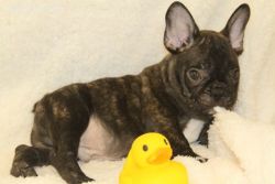 Cute French Bulldog Puppies Available