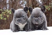 --Lovely French bulldog Puppies