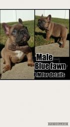 Blue fawn male