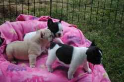 affectionate French Bulldog Puppies