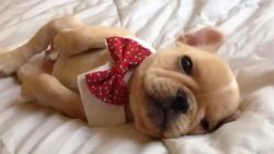Adorable,Cute And Healthy French Bulldog