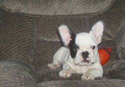 Female French bulldog, color fawn, about 12 weeks.