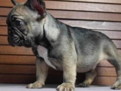 Purebred French Bulldogs for sale text (585)x7089x213