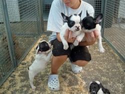 French bulldog puppies ready to go