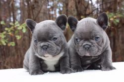 (xxx) xxx-xxx1 -Lovely French bulldog Puppies