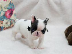 Exceptional MINI French Bulldog Puppies For Sale.