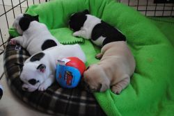 Awesome French Bulldog Puppies For Rehoming