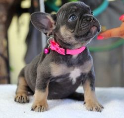 Stunning Kc Registered French Bull Dog Puppies
