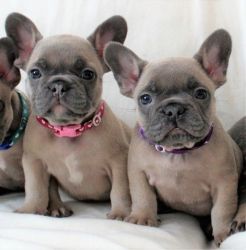 Blue Kc Frenchie Girl Chocolate Lilac