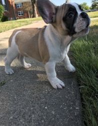 Adorable French Bulldog Puppies for Sale