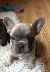 Blue-fawn Quality French Bulldog Pup Girl