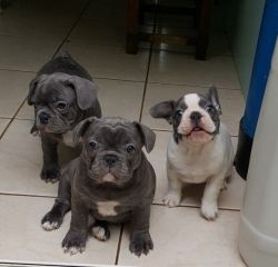 Kc Reg Blue French Bulldog Puppies