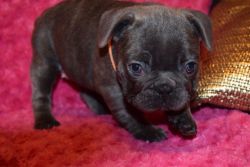 FRENCH BULLDOG AVAILABLE NOW..