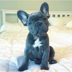 .. tjkn FRENCH BULLDOG FOR SALE