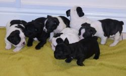 French Bulldog puppies!!!!