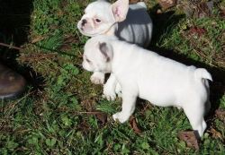 french Bulldog Pups Ready Now