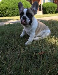 AKC French Bulldog puppies for sale