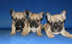 6 Beautify Sable And Fawn French Bulldog Puppies