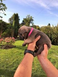 French Bulldogs 3 For Sale